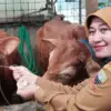Pastikan Aman dan Layak, Jelang Idul Adha Pemerintah Periksa Hewan Kurban
