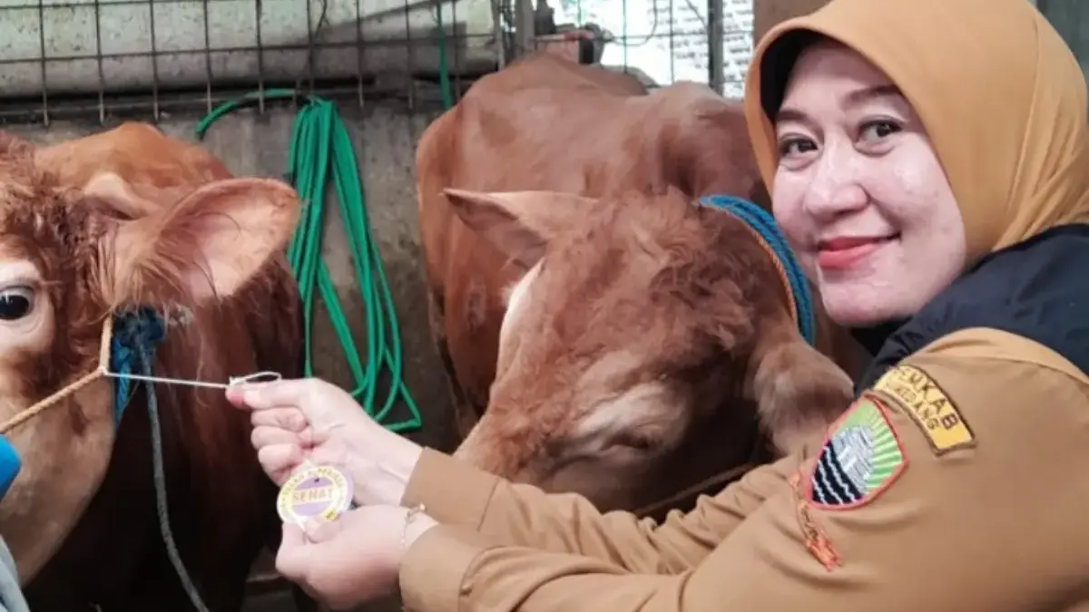 Pastikan Aman dan Layak, Jelang Idul Adha Pemerintah Periksa Hewan Kurban Pastikan Aman dan Layak, Jelang Idul Adha Pemerintah Periksa Hewan Kurban