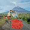 Komitmen Dukung Ketahanan Pangan Nasional, BRI Salurkan KUR Rp65,95  Triliun, Jangkau 558 Ribu Petani dan 23 R