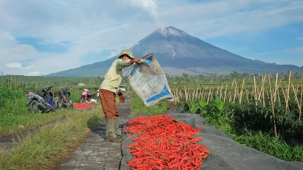 Komitmen Dukung Ketahanan Pangan Nasional, BRI Salurkan KUR Rp65,95  Triliun, Jangkau 558 Ribu Petani dan 23 R