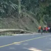 Pohon Tumbang di Cadas Pangeran, Arus Lalu Lintas Sempat Tersendat