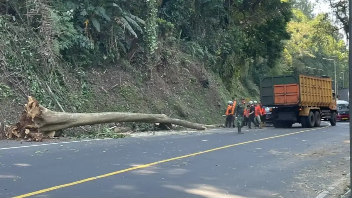 Pohon Tumbang di Cadas Pangeran, Arus Lalu Lintas Sempat Tersendat Pohon Tumbang di Cadas Pangeran, Arus Lalu Lintas Sempat Tersendat