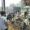 BRI Peduli Tingkatkan Kapasitas Peternak Sapi Perah di Malang Lewat Program Klaster Unggulan BRI Peduli Tingkatkan Kapasitas Peternak Sapi Perah di Malang Lewat Program Klaster Unggulan