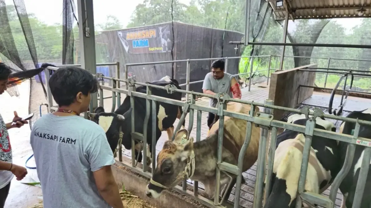 BRI Peduli Tingkatkan Kapasitas Peternak Sapi Perah di Malang Lewat Program Klaster Unggulan