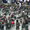 Ribuan Warga Serbu Kolam Al Kamil, 1,5 Ton Ikan Ditebar untuk Meriahkan HUT RI