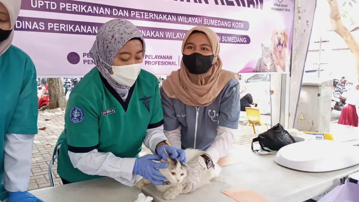 Kenali Ciri Anjing Rabies, Warga Diminta Tak Sepelekan Gigitan Hewan hewan yang terinfeksi rabies dapat mengalami perubahan perilaku yang cukup mencolok.