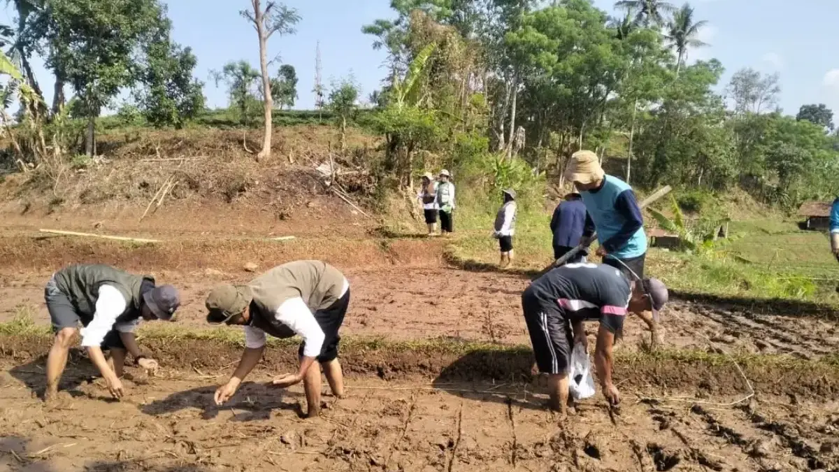 Tabela Pangkas Waktu Tanam Padi Tabela Pangkas Waktu Tanam Padi