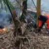 Dua Hektare Perkebunan Bambu Terbakar