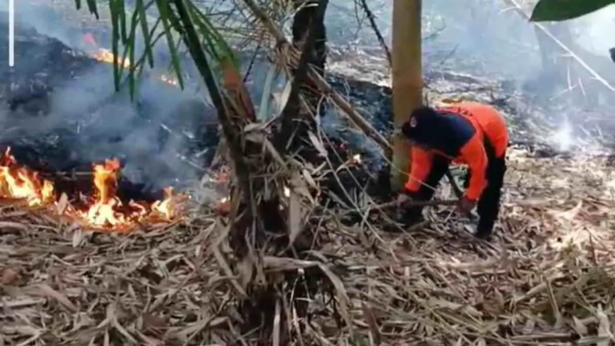 Dua Hektare Perkebunan Bambu Terbakar