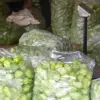 Petani Labu Siam Cibubut Raup Omzet Jutaan Rupiah, Bupati Sumedang Apresiasi Petani Milenial