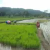 Panen Lebih Baik, Petani Sumringah
