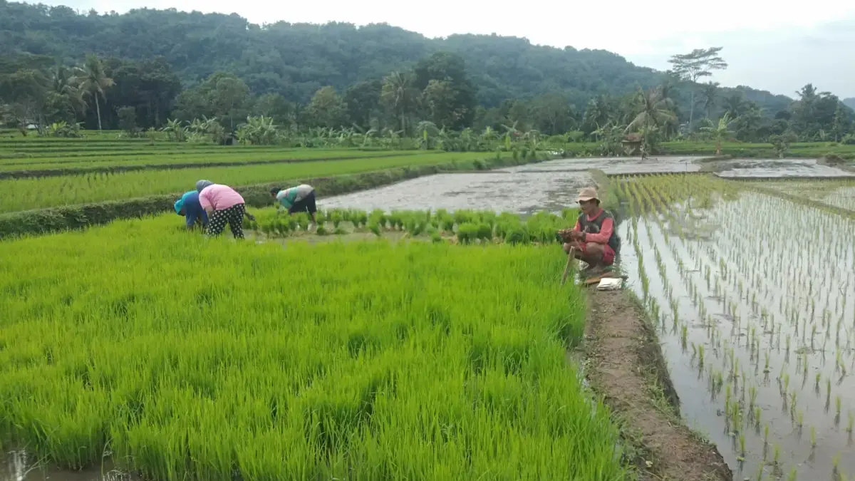 Panen Lebih Baik, Petani Sumringah Panen Lebih Baik, Petani Sumringah