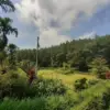 Pangjugjugan, Teduhnya Wisata di Tengah Hutan