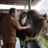 Robinhood, Sapi Asal Sumedang Berbobot 1,4 Ton Taklukkan Kontes Nasional Piala