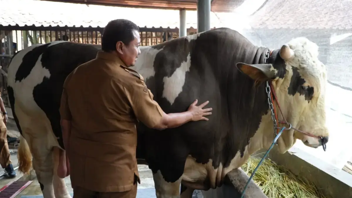 Robinhood Sapi Asal Sumedang Berbobot 1,4 Ton Taklukkan Kontes Nasional Piala Presiden 2026 Robinhood, Sapi Asal Sumedang Berbobot 1,4 Ton Taklukkan Kontes Nasional Piala