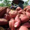 Menembus Batas Tanah Cilembu, Misi Membawa Ubi Legendaris ke Pasar Dunia