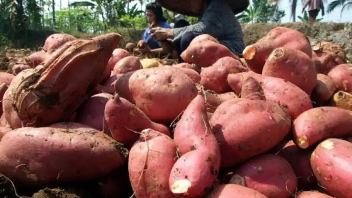Menembus Batas Tanah Cilembu, Misi Membawa Ubi Legendaris ke Pasar Dunia Menembus Batas Tanah Cilembu, Misi Membawa Ubi Legendaris ke Pasar Dunia
