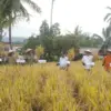 Panen Raya Program Revolusi Pertanian